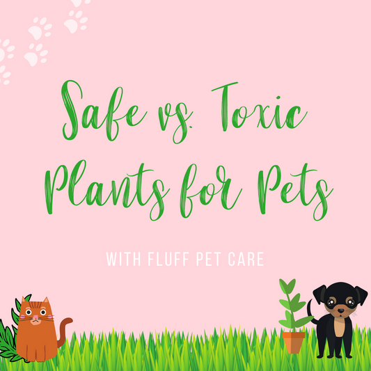 Safe vs. Toxic Plants for Pets