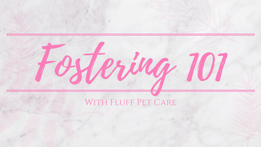 Fostering Animals - Everything You Need to Know