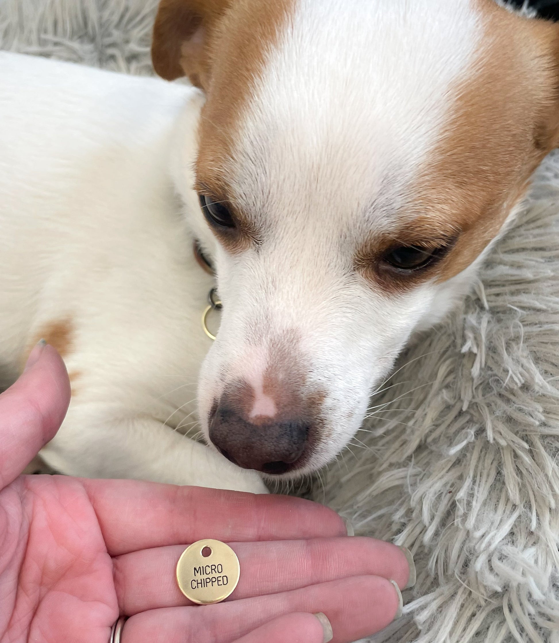 Microchipped Engraved Collar Charm - Microchipped Design Engraved Dog Tag - Cat ID Tag - Dog Collar Tag - Custom Dog Tag - Pet ID Tag - Pet Name Tag - Hand Made Dog Tag - Indoor Dog - Indoor Cat - Outdoor Dog - Outdoor Cat - Epileptic Cat - Epileptic Dog - Vaxxed Dog - Vaxxed Cat - Very Loved Dog 