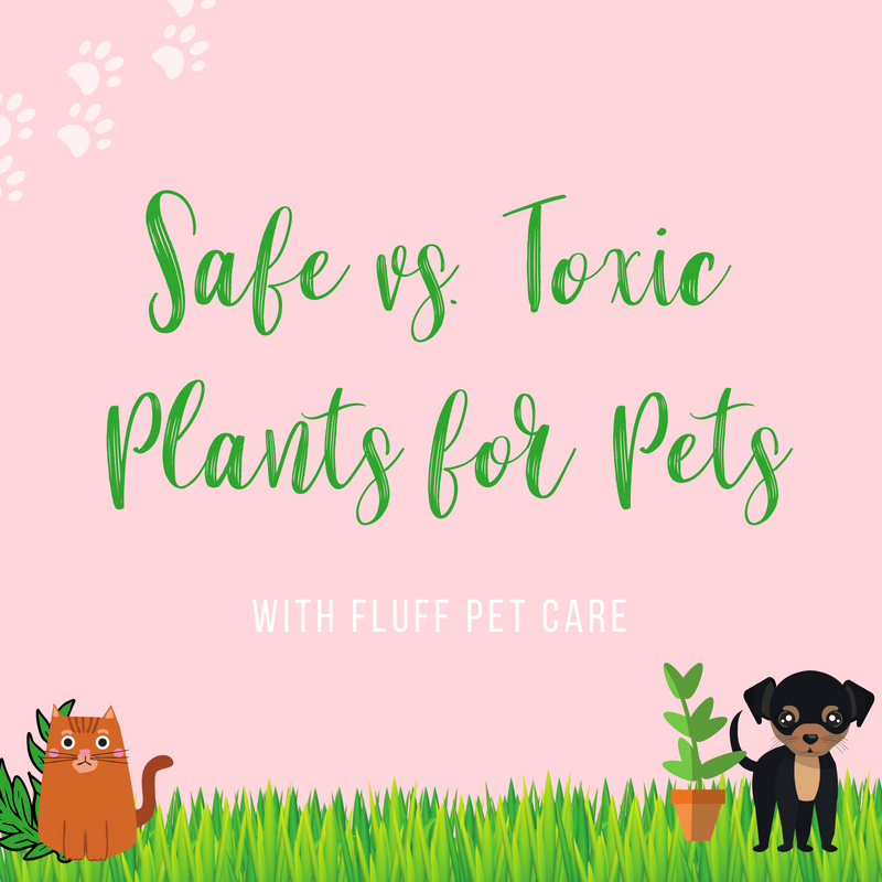 Safe vs. Toxic Plants for Pets