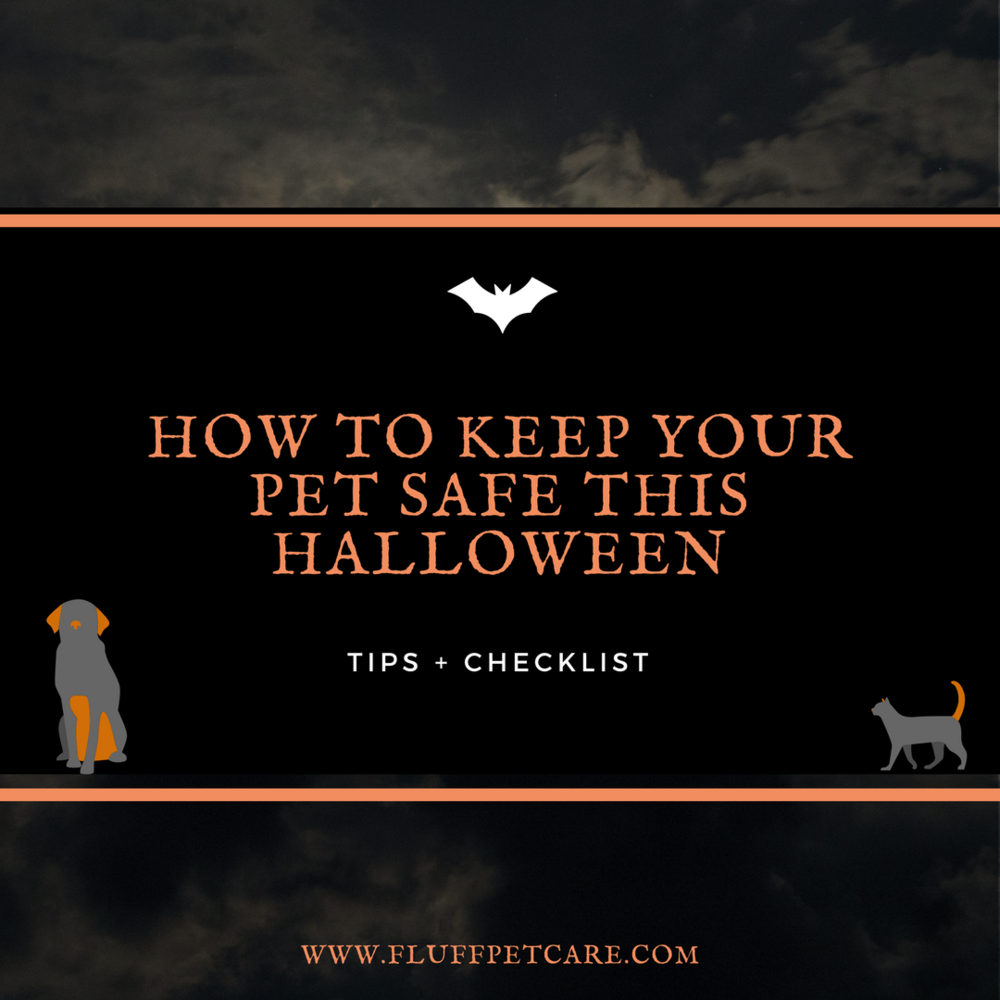 How to Keep Your Pet Safe This Halloween (Tips and Checklist)