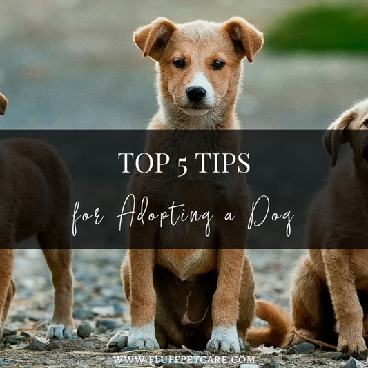 Top 5 Tips for Adopting a Dog