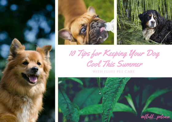 10 Tips for Keeping Your Dog Cool This Summer