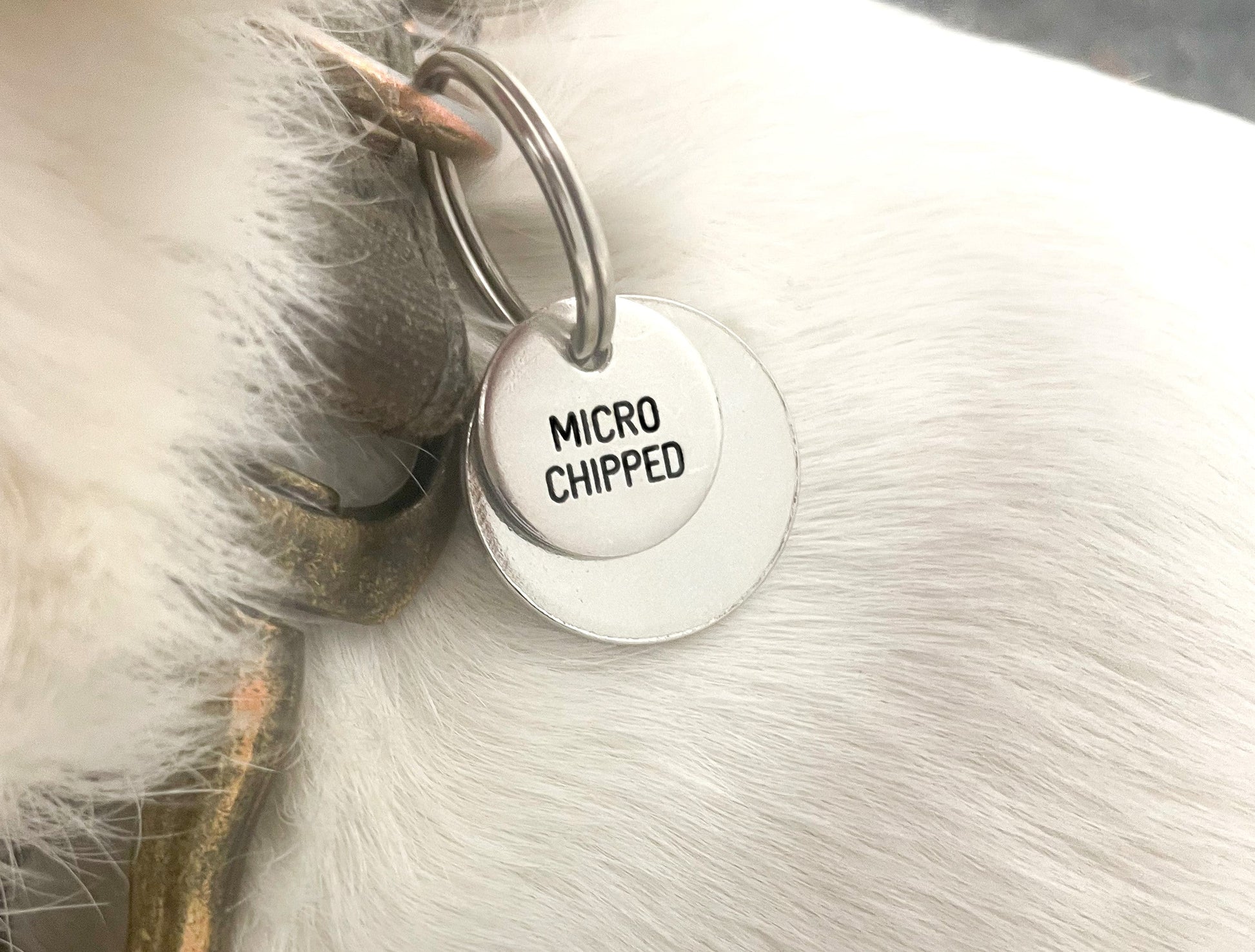 Microchipped Engraved Collar Charm - Microchipped Design Engraved Dog Tag - Cat ID Tag - Dog Collar Tag - Custom Dog Tag - Pet ID Tag - Pet Name Tag - Hand Made Dog Tag - Indoor Dog - Indoor Cat - Outdoor Dog - Outdoor Cat - Epileptic Cat - Epileptic Dog - Vaxxed Dog - Vaxxed Cat - Very Loved Dog 