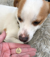 Microchipped Engraved Collar Charm