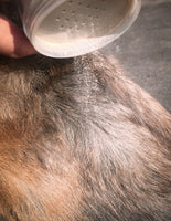 doggy dry shampoo dog grooming dog pet care stinky dog oily dog