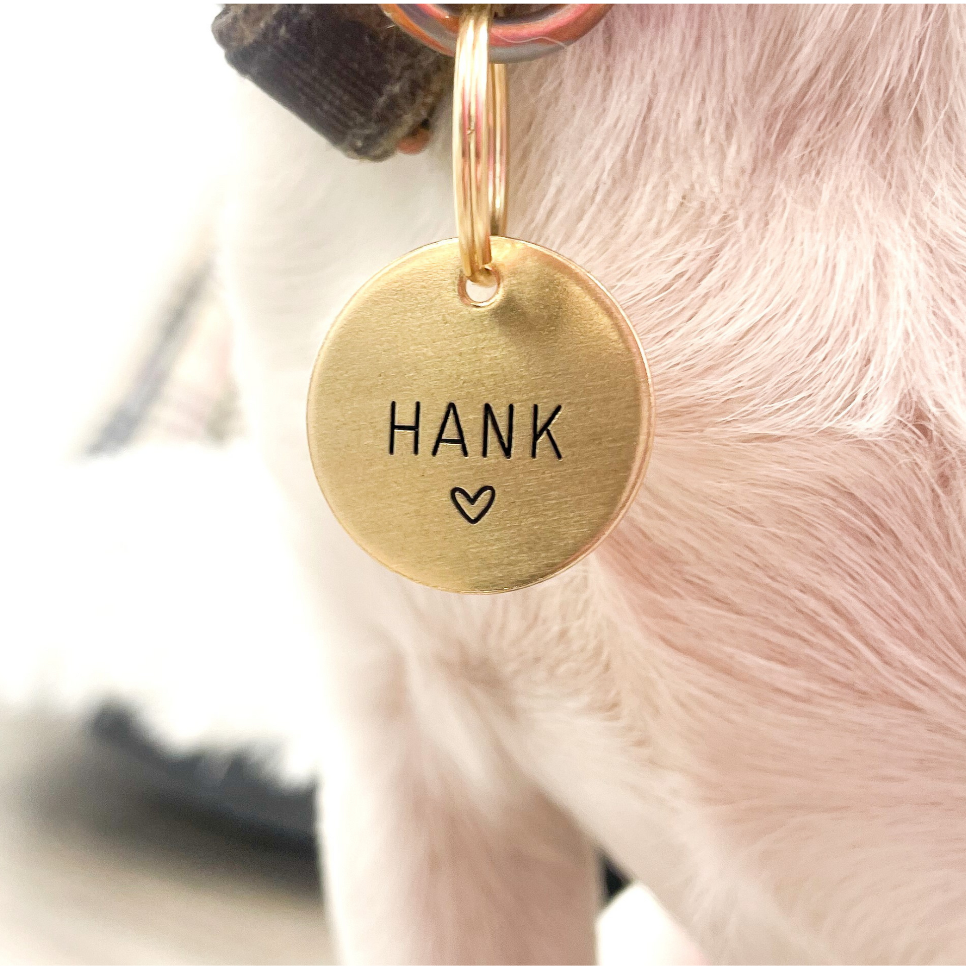 Dog collar id hot sale